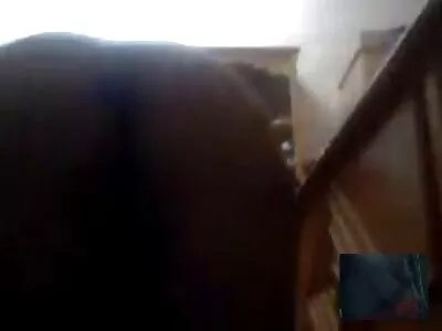 ایک خوبصورت مرغ پر خوبصورت جوڑے کام کرتے ہیں۔